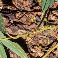 Eucalyptus nicholii (Narrow-leaved Black Peppermint) at Florey, ACT - 18 Jan 2024 by rbannister