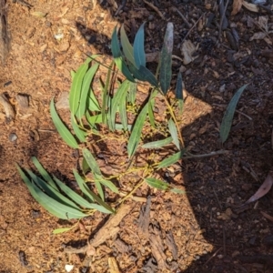 Eucalyptus nicholii at Florey, ACT - 18 Jan 2024