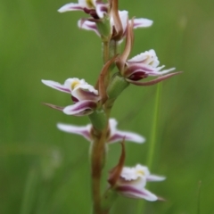 Prasophyllum caricetum (Cathcart Leek Orchid) at South East Forest National Park - 18 Jan 2024 by Csteele4