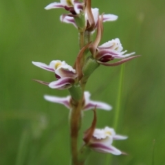 Prasophyllum caricetum (A Leek Orchid) at Glen Allen, NSW - 18 Jan 2024 by Csteele4