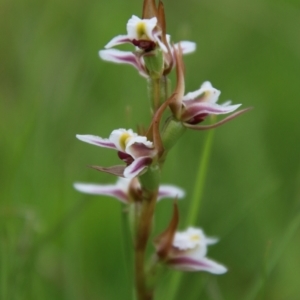 Paraprasophyllum caricetum at South East Forest National Park - suppressed