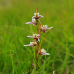 Paraprasophyllum caricetum at South East Forest National Park - suppressed