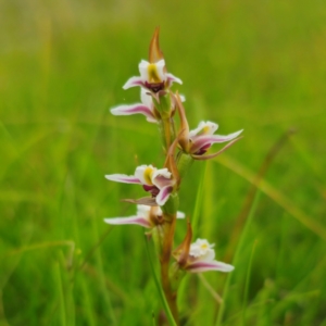 Paraprasophyllum caricetum at South East Forest National Park - suppressed