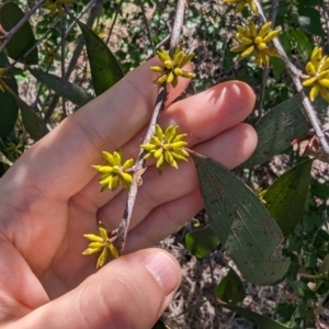 Eucalyptus stellulata at Florey, ACT - 18 Jan 2024