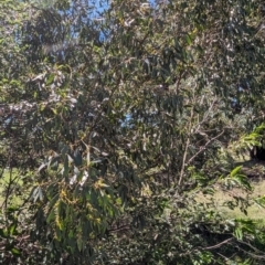 Eucalyptus stellulata at Florey, ACT - 18 Jan 2024