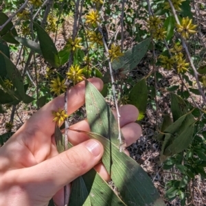 Eucalyptus stellulata at Florey, ACT - 18 Jan 2024