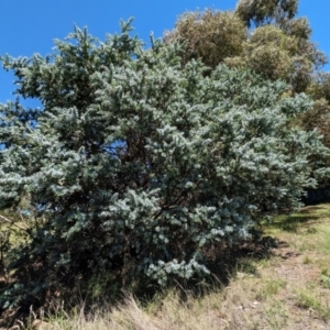 Acacia baileyana at Florey, ACT - 18 Jan 2024 03:22 PM