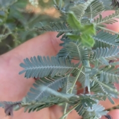 Acacia baileyana at Florey, ACT - 18 Jan 2024 03:22 PM