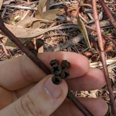 Eucalyptus nicholii at Florey, ACT - 18 Jan 2024
