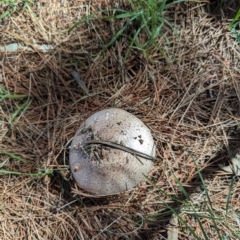 Agaricus sp. (Agaricus) at Florey, ACT - 18 Jan 2024 by rbannister