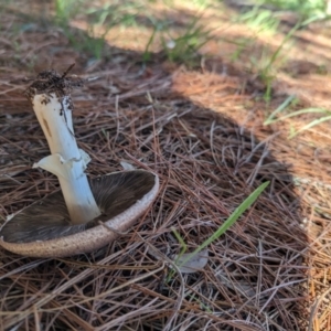 Agaricus sp. at Florey, ACT - 18 Jan 2024