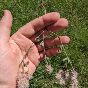 Trifolium arvense var. arvense at Florey, ACT - 18 Jan 2024 03:27 PM