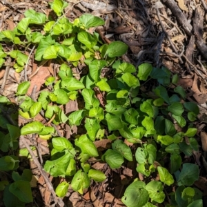 Viola odorata at Florey, ACT - 18 Jan 2024