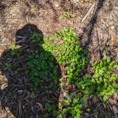 Viola odorata at Florey, ACT - 18 Jan 2024