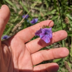 Echium plantagineum (Paterson's Curse) at Florey, ACT - 18 Jan 2024 by rbannister