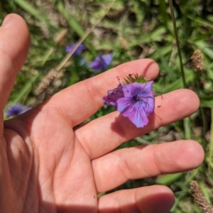 Echium plantagineum at Florey, ACT - 18 Jan 2024 03:27 PM