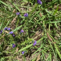 Echium plantagineum at Florey, ACT - 18 Jan 2024 03:27 PM