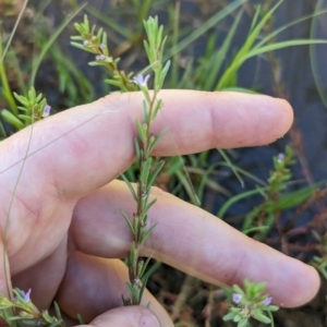 Lythrum hyssopifolia at Florey, ACT - 18 Jan 2024 03:31 PM