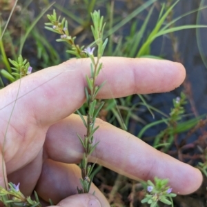 Lythrum hyssopifolia at Florey, ACT - 18 Jan 2024