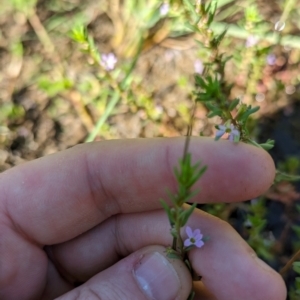 Lythrum hyssopifolia at Florey, ACT - 18 Jan 2024