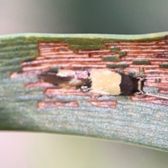 Opogona comptella (A fungus moth) at Nicholls, ACT - 18 Jan 2024 by Hejor1