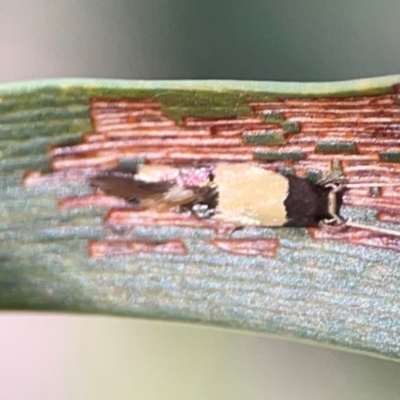 Opogona comptella (A fungus moth) at Nicholls, ACT - 18 Jan 2024 by Hejor1