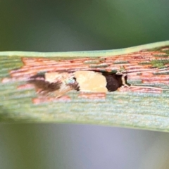 Opogona comptella at Percival Hill - 18 Jan 2024