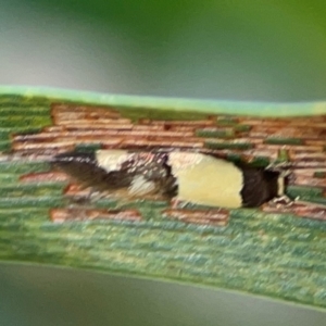 Opogona comptella at Percival Hill - 18 Jan 2024