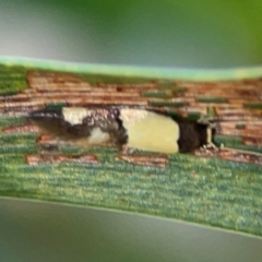 Opogona comptella at Percival Hill - 18 Jan 2024