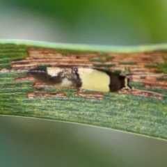 Opogona comptella at Percival Hill - 18 Jan 2024