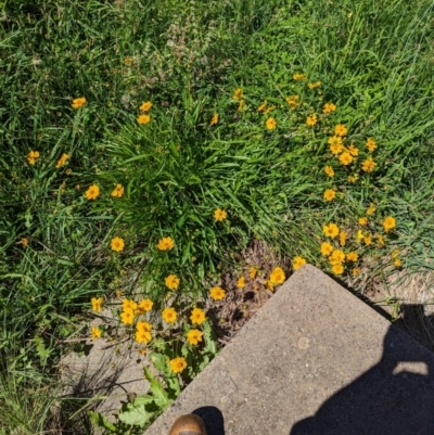 Coreopsis lanceolata (Lance-leaf Coreopsis) at Florey, ACT - 18 Jan 2024 by rbannister