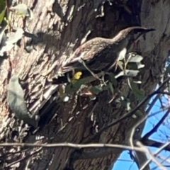 Anthochaera carunculata (Red Wattlebird) at Percival Hill - 18 Jan 2024 by Hejor1