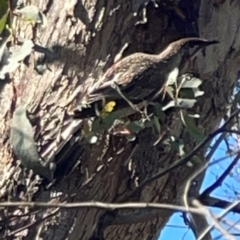 Anthochaera carunculata (Red Wattlebird) at Percival Hill - 18 Jan 2024 by Hejor1