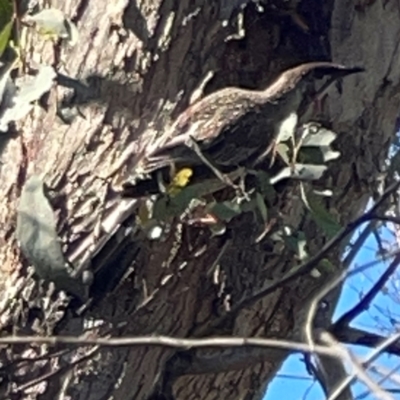 Anthochaera carunculata (Red Wattlebird) at Nicholls, ACT - 18 Jan 2024 by Hejor1