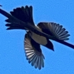 Rhipidura leucophrys (Willie Wagtail) at Percival Hill - 18 Jan 2024 by Hejor1