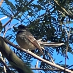 Rhipidura albiscapa (Grey Fantail) at Nicholls, ACT - 18 Jan 2024 by Hejor1