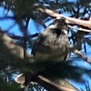 Rhipidura albiscapa at Percival Hill - 18 Jan 2024