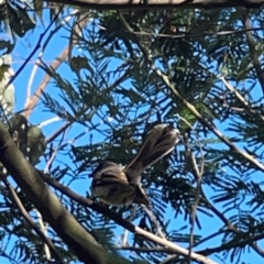 Rhipidura albiscapa at Percival Hill - 18 Jan 2024