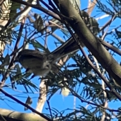 Rhipidura albiscapa at Percival Hill - 18 Jan 2024