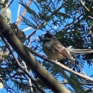 Rhipidura albiscapa at Percival Hill - 18 Jan 2024