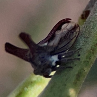 Ceraon vitta (Treehopper) at Percival Hill - 18 Jan 2024 by Hejor1