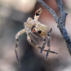 Neosparassus calligaster (Beautiful Badge Huntsman) at Palmerston, ACT - 18 Jan 2024 by Hejor1