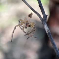 Neosparassus calligaster at Palmerston, ACT - 18 Jan 2024 05:01 PM