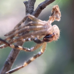 Neosparassus calligaster at Palmerston, ACT - 18 Jan 2024 05:01 PM