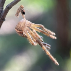 Neosparassus calligaster at Palmerston, ACT - 18 Jan 2024