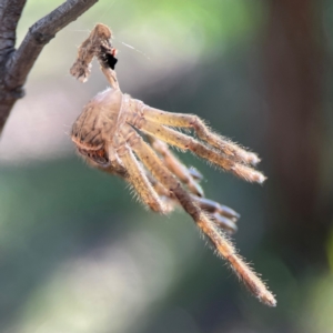 Neosparassus calligaster at Palmerston, ACT - 18 Jan 2024