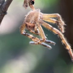 Neosparassus calligaster at Palmerston, ACT - 18 Jan 2024