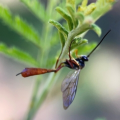 Unidentified Parasitic wasp (numerous families) at Nicholls, ACT - 18 Jan 2024 by Hejor1