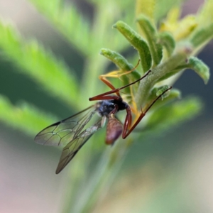 Dusona sp. (genus) at Percival Hill - 18 Jan 2024