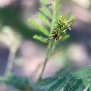 Dusona sp. (genus) at Percival Hill - 18 Jan 2024